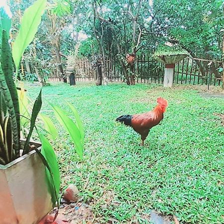 Bamboo Home Stay Hiriketiya Dikwella Exteriér fotografie