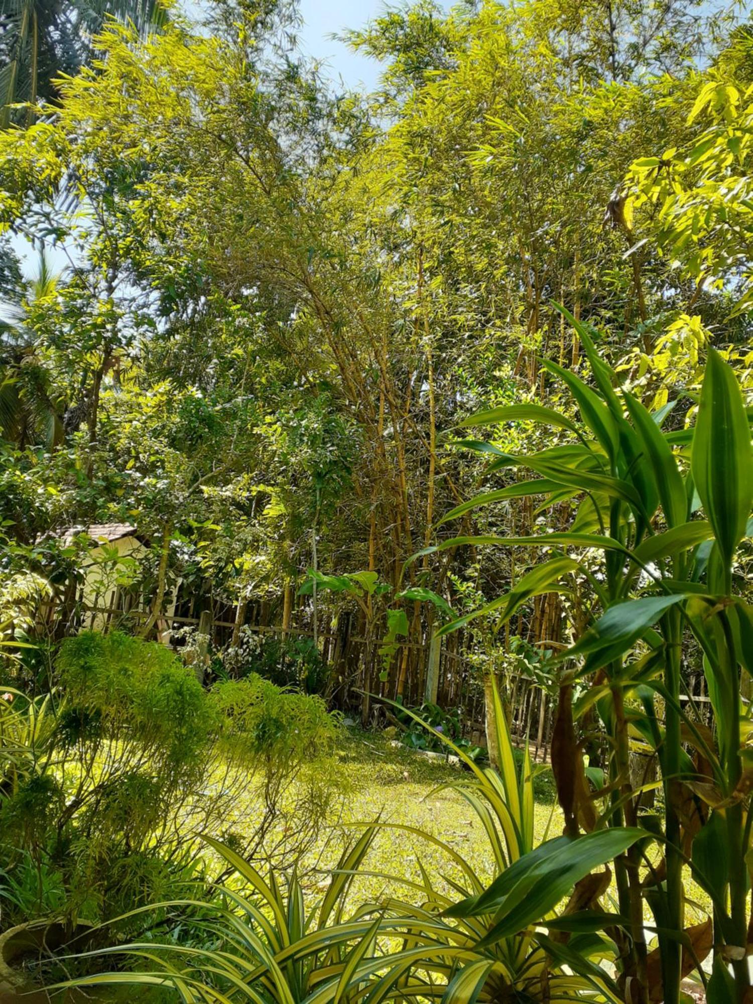Bamboo Home Stay Hiriketiya Dikwella Exteriér fotografie